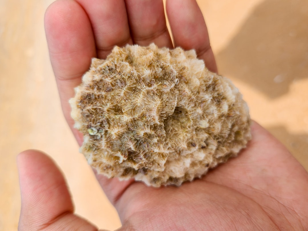 Gezond met calcium: alles over calcium voeding en je dagelijkse voeding